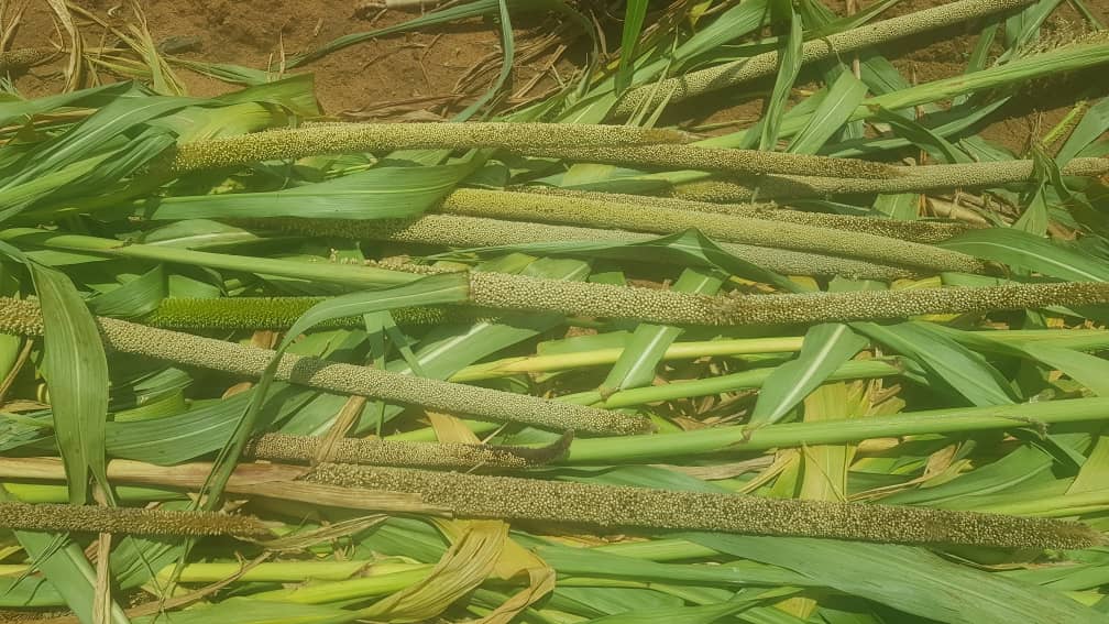 FOOD SECURITY: Kebbi State records early bumper harvest