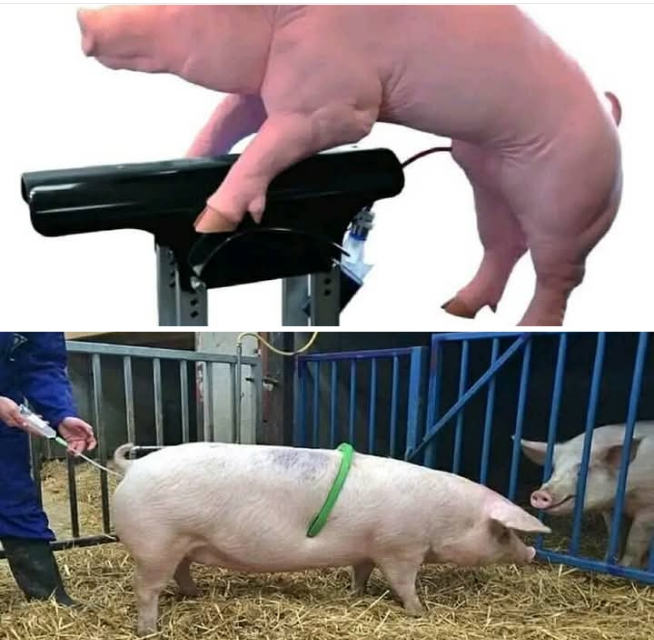 Screenshot_20250112-124700_1