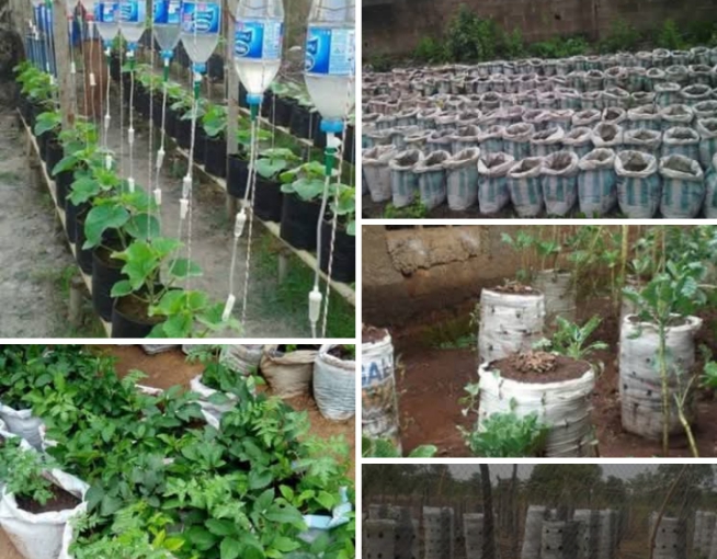 AgriBusiness: A Guide To Sack Farming