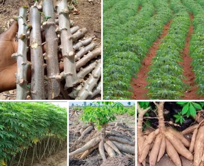 8 popular cassava varieties in Nigeria you should farm in 2025