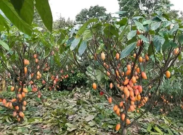 AgriBusiness: The 5 Largest Cocoa Producers in Africa