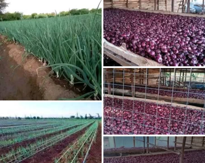 AgriBusiness: Important tips for onions farming in southern, northern regions