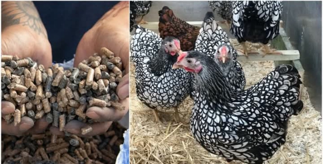 Benefits of charcoal in poultry and humans