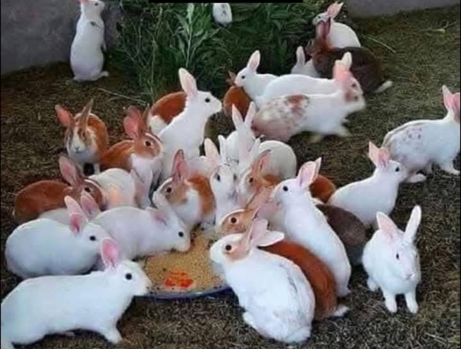 AgriBusiness: Why Rabbit Farming Is a profitable venture
