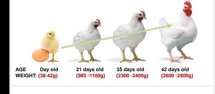AgriBusiness: Feeding Guide On Broiler Chicks (Part 4)
