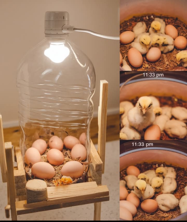 AgriBusiness: How to build homemade Egg Incubator using water bottle