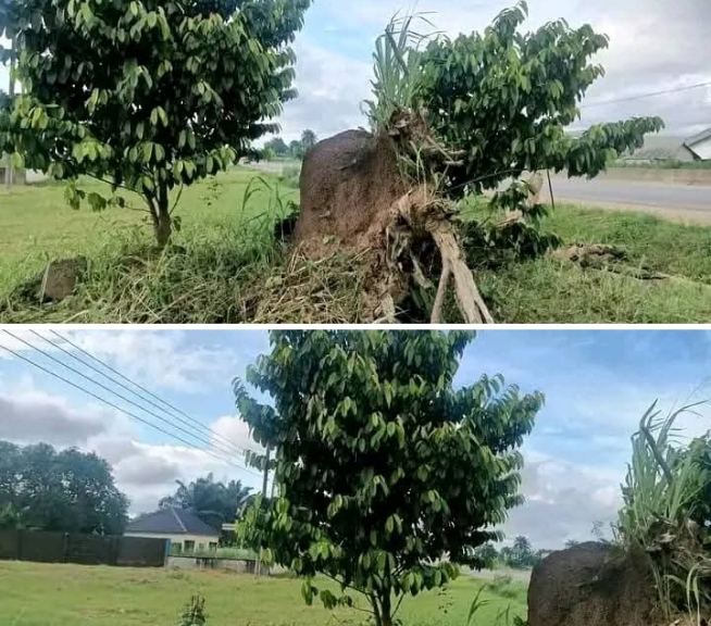 SCHOLARSHIP: Ekom Iman: The Ancestral Home of Iman People