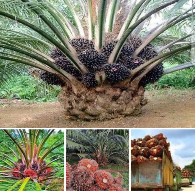AgriBusiness: How to get the best from your oil palm plantation investment