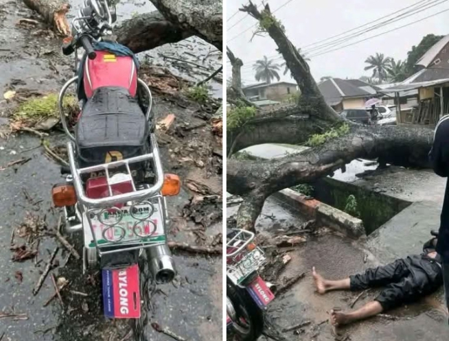 Just-In! Tragedy on Abak Road, as falling tree kills Okada rider in Uyo